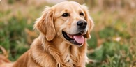 BudgetPetCare